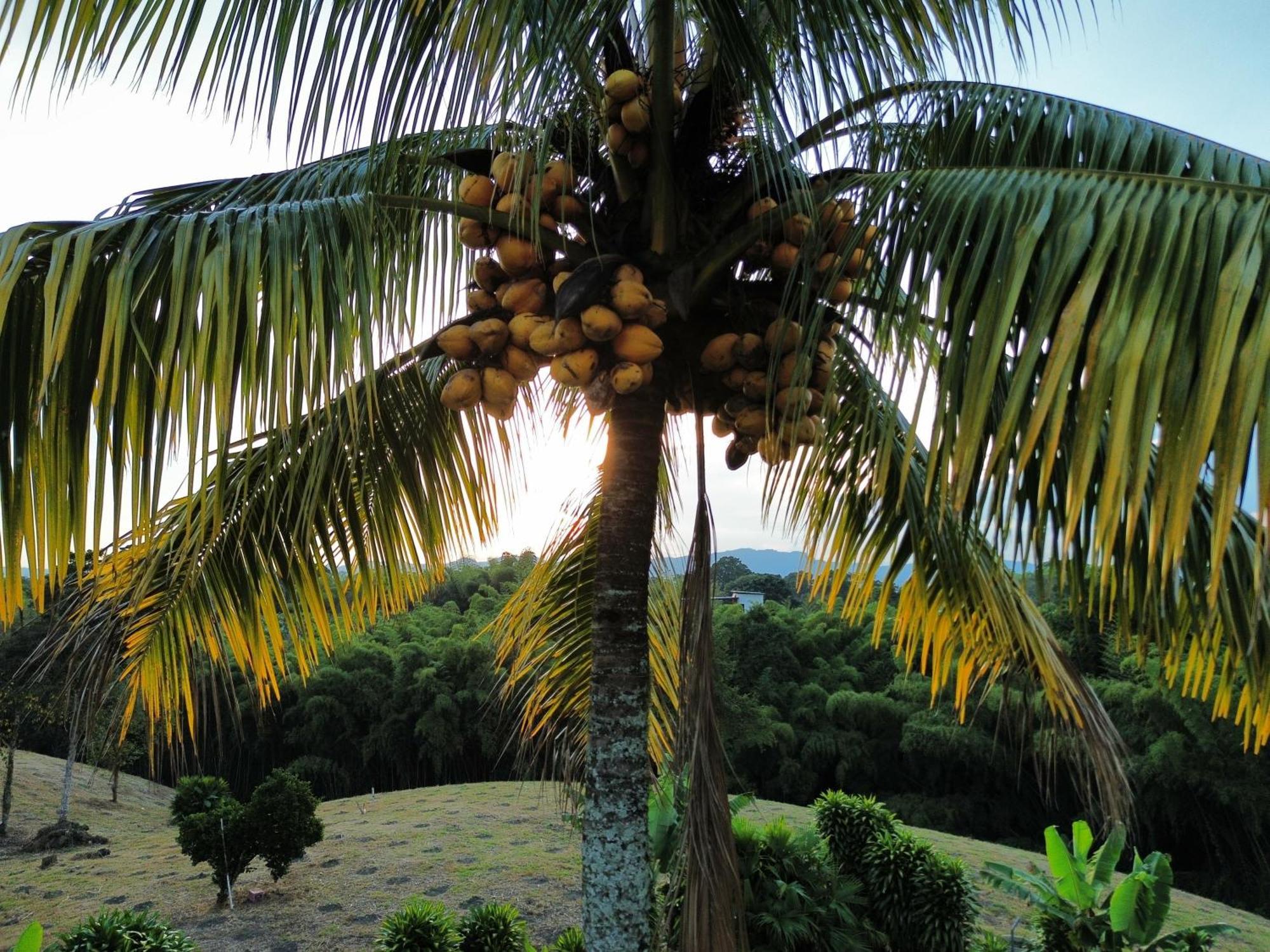 Finca Hotel Los Cocos มอนเตเนโกร ภายนอก รูปภาพ